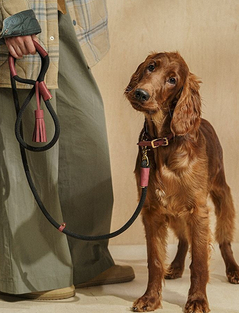 A brown dog beside its owner, wearing a Snooza collar and lead